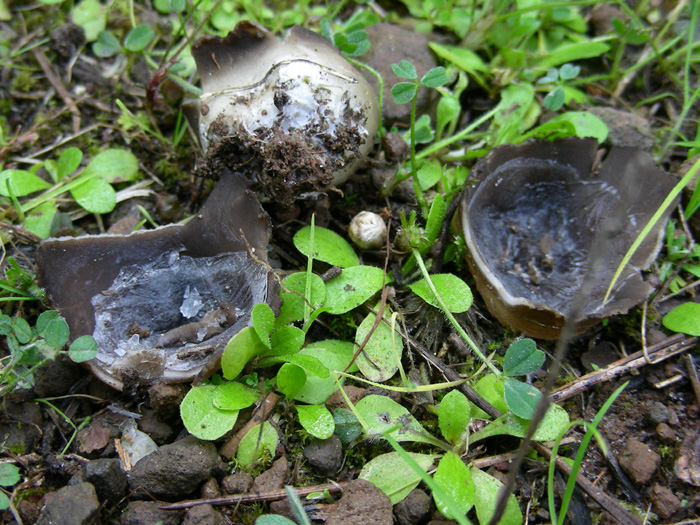 Helvella leucomelaena del 19.02.08