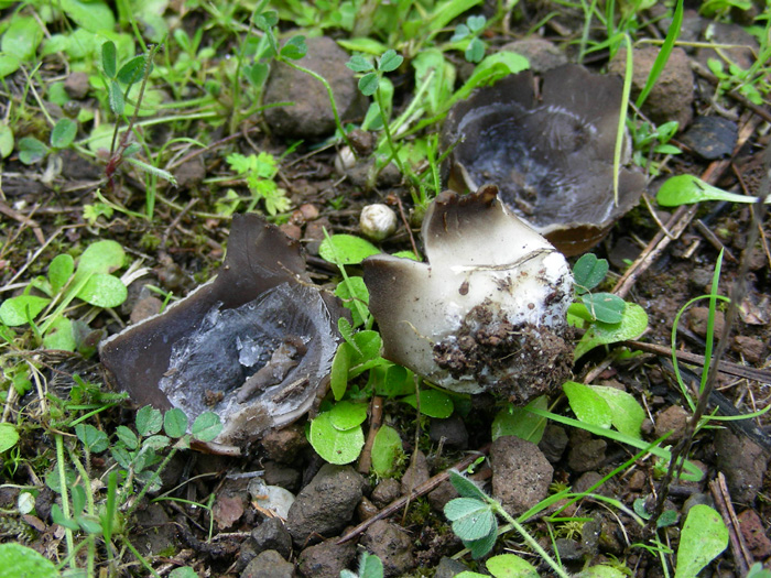 Helvella leucomelaena del 19.02.08