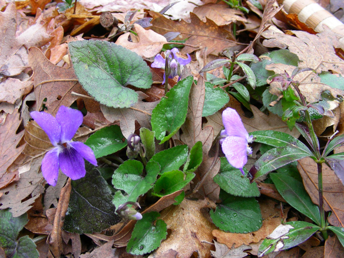 Fiori fotografati il 29.02.08.