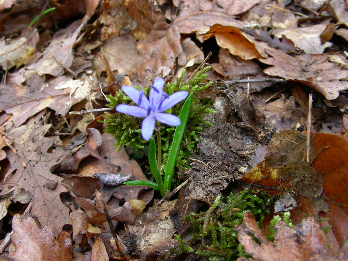 Fiori fotografati il 29.02.08.