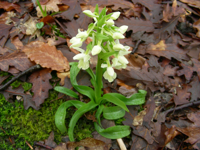 Dactylorhiza romana / Orchide romana