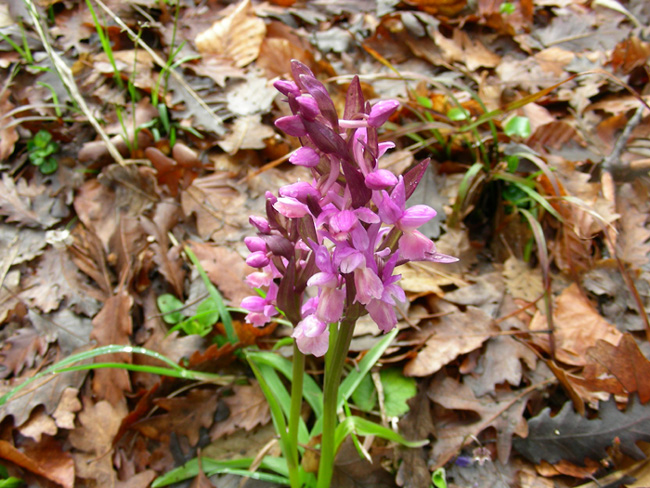 Dactylorhiza romana / Orchide romana