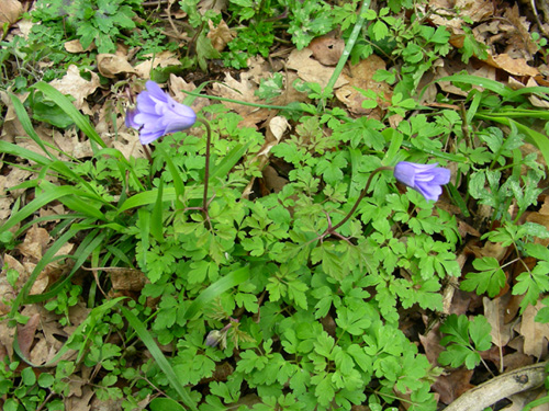 Dactylorhiza romana / Orchide romana