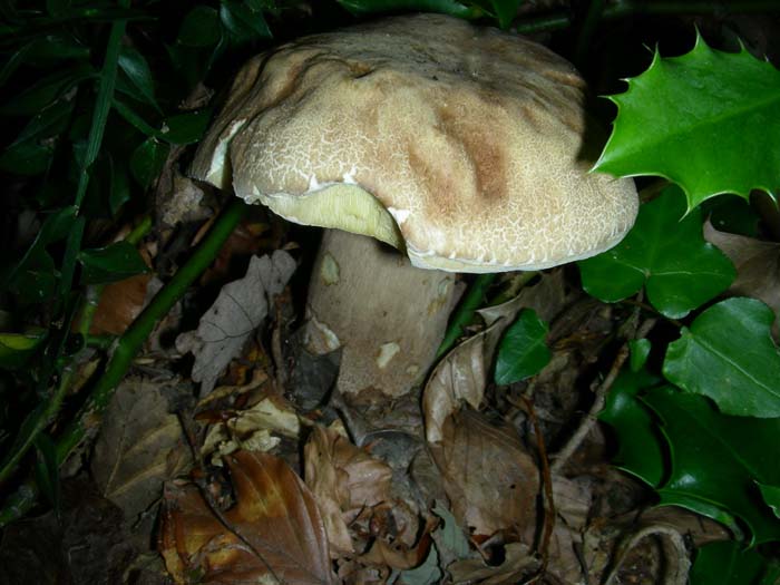 bosco misto di faggio e castagno