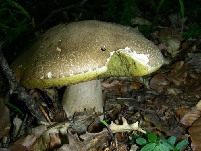 bosco misto di faggio e castagno