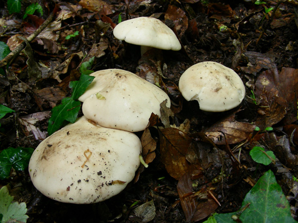 Calocybe gambosa