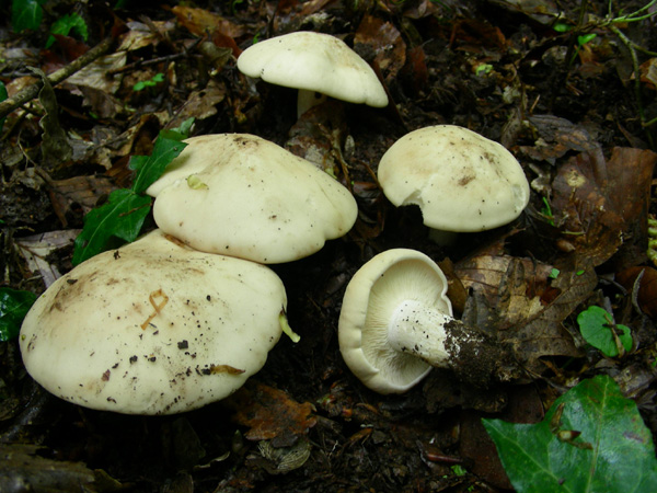 Calocybe gambosa