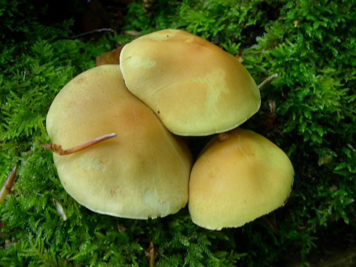 Hypholoma fasciculare