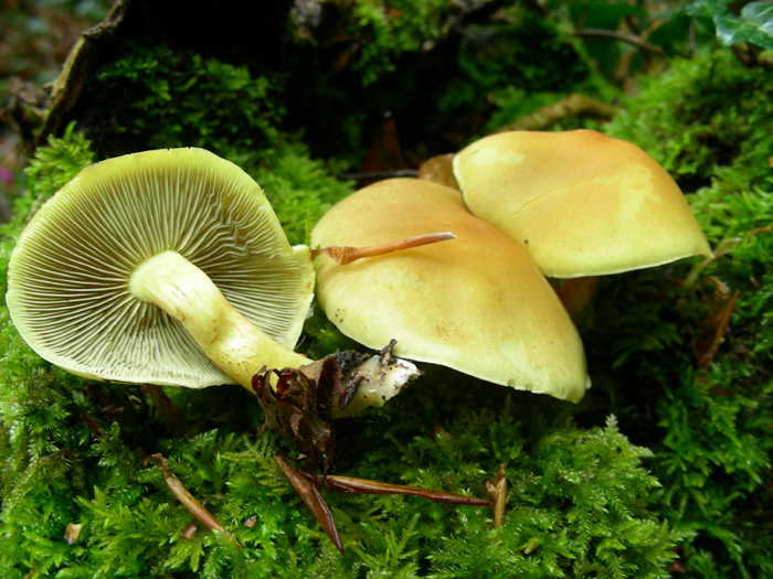 Hypholoma fasciculare