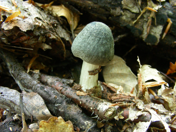 Pluteus salicinus 22.04.08