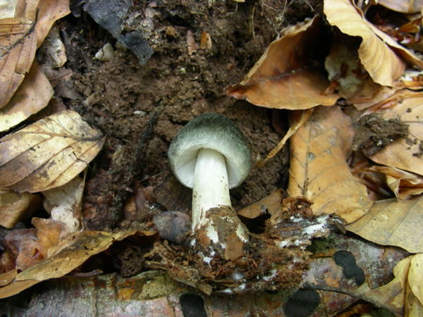 Pluteus salicinus 22.04.08