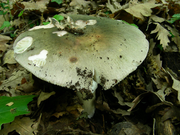 Russula cyanoxantha 22.04.08