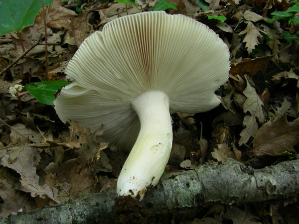 Russula cyanoxantha 22.04.08