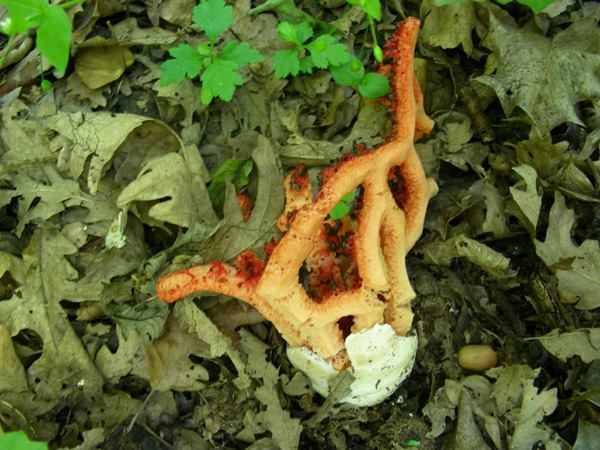 Clathrus ruber 02.05.08