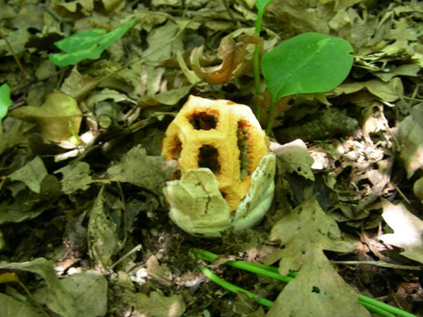 Clathrus ruber 02.05.08