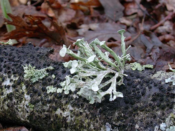 Caloplaca aurantia e Ramalina fastigiata