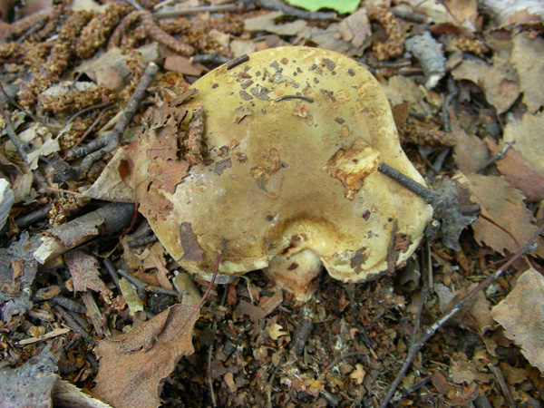 Paxillus involutus 09.05.08