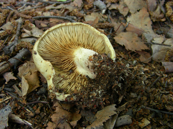 Paxillus involutus 09.05.08