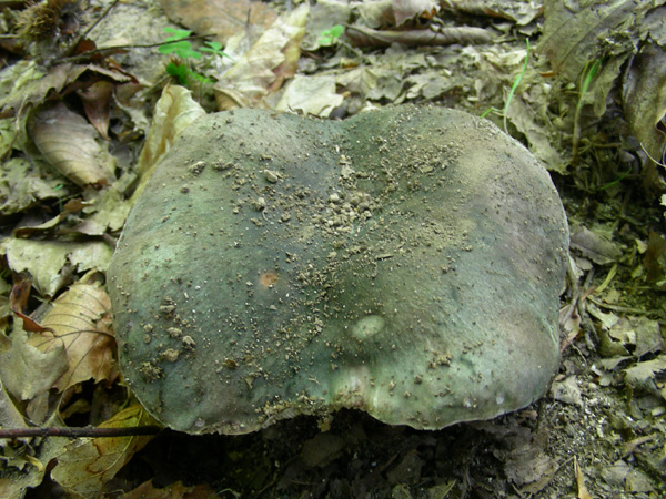 Russula cyanoxantha s.l. 09.05.08