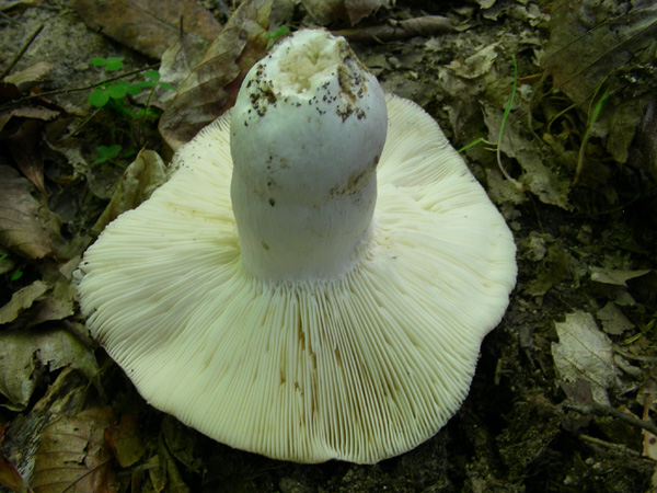 Russula cyanoxantha s.l. 09.05.08