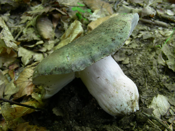 Russula cyanoxantha s.l. 09.05.08