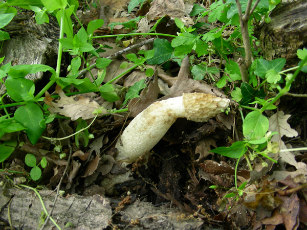 Phallus impudicus 17.05.08