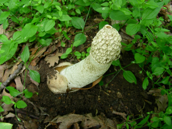 Phallus impudicus 17.05.08