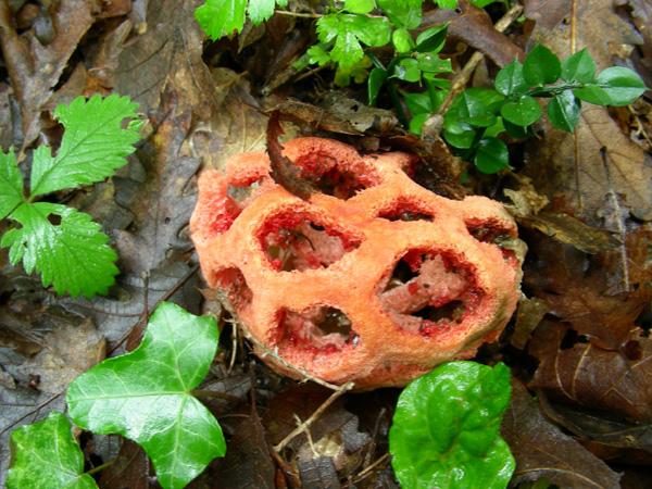 Clathrus ruber 20.05.08