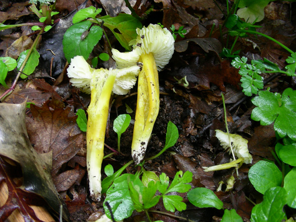 ritrovamento 20.05.08 (3) (cfr. Hygrocybe chlorophana)