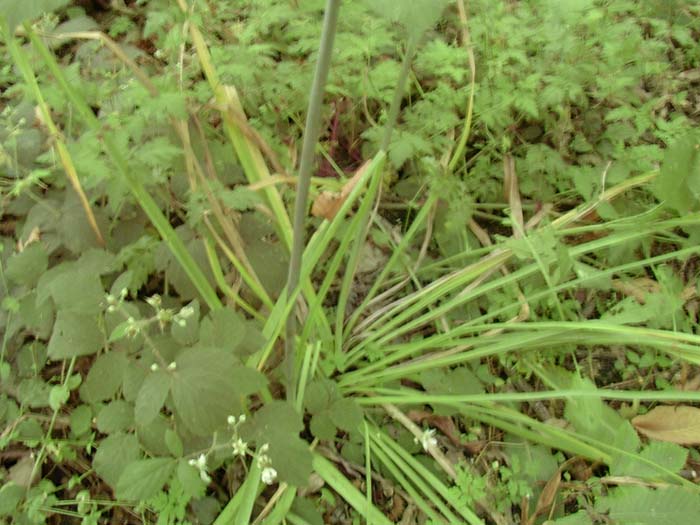 Liliacea sp.