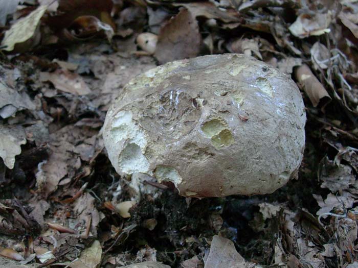 solo un Boletus calopus