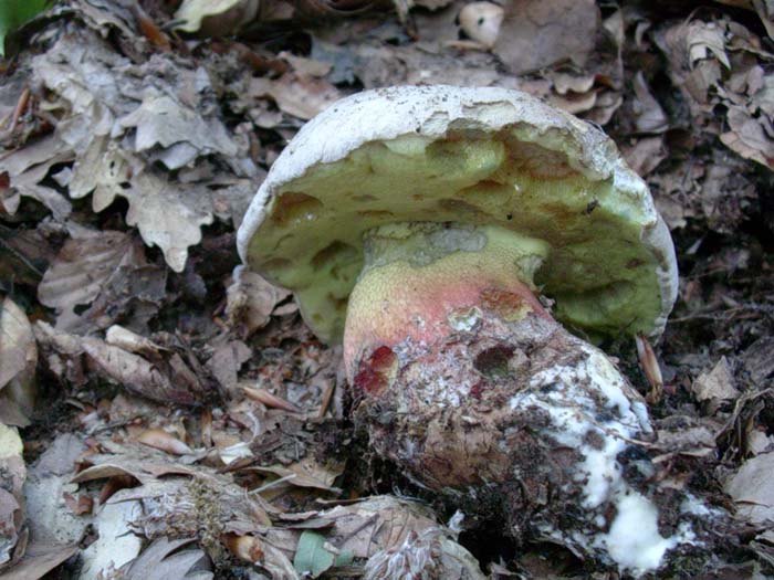 solo un Boletus calopus