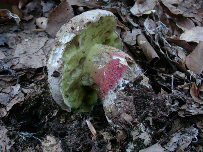 solo un Boletus calopus