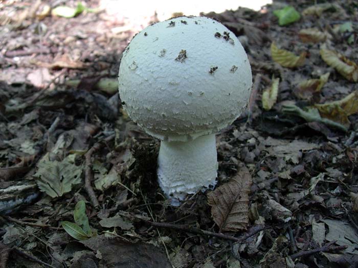 Agaricus? 01.08.06