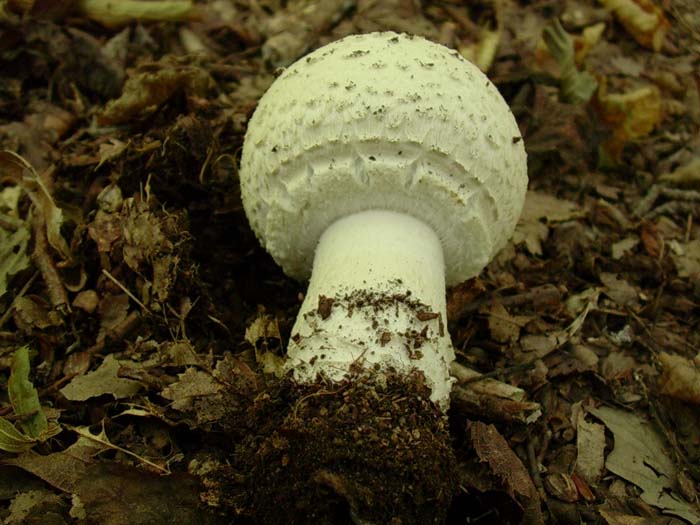 Agaricus? 01.08.06