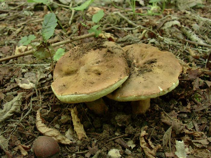 Gyroporus castaneus 01.08.06