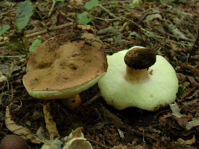 Gyroporus castaneus 01.08.06