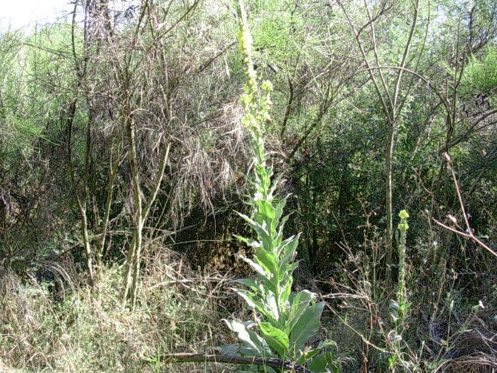 Verbascum sp.