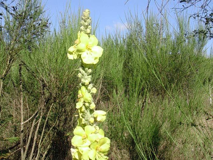 Verbascum sp.