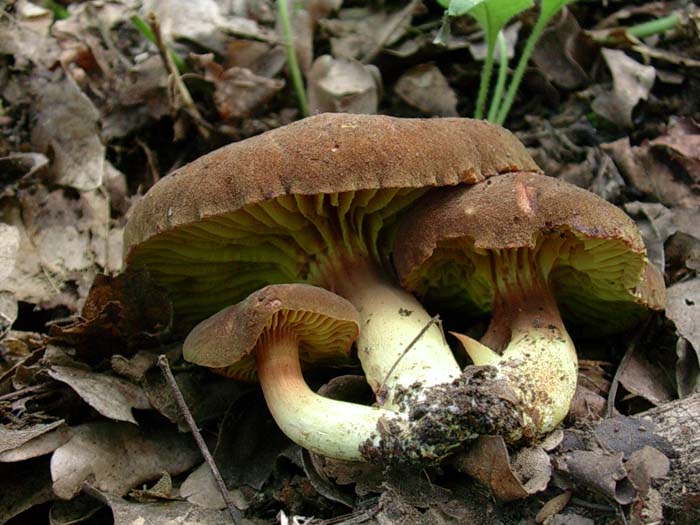 Phylloporus rhodoxanthus (Castelli romani)