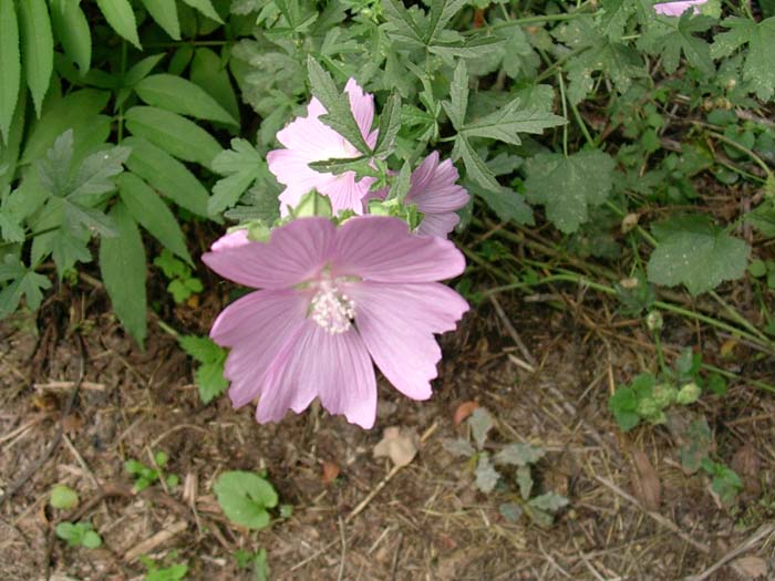 Malva alcea