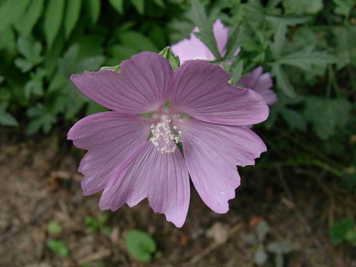 Malva alcea