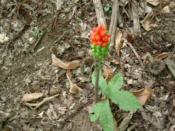 Arum italicum