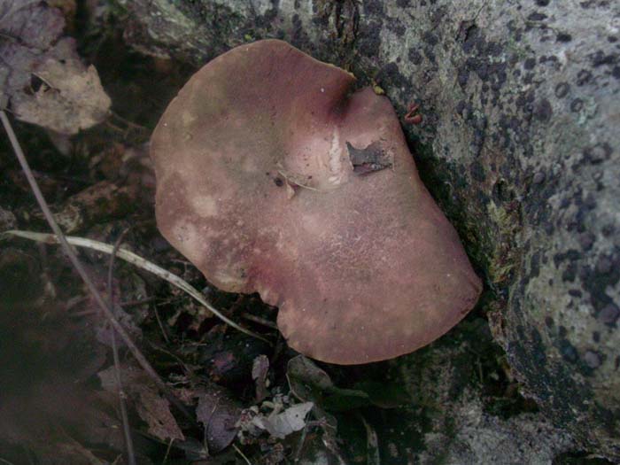 Phylloporus rhodoxanthus (Castelli romani)