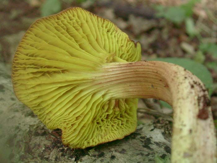 Phylloporus rhodoxanthus (Castelli romani)