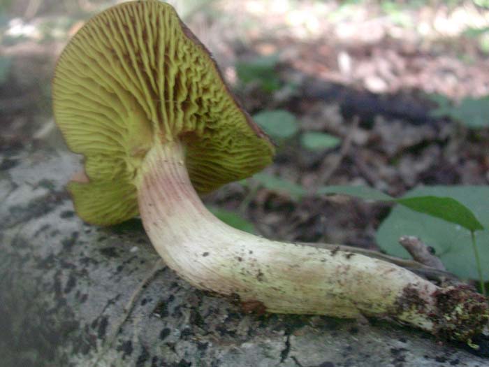 Phylloporus rhodoxanthus (Castelli romani)