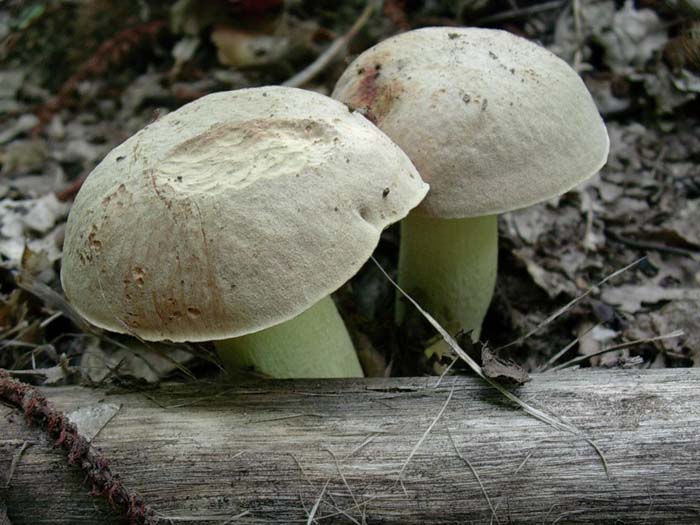 Boletus impolitus? 18.08.06 (Castelli romani)