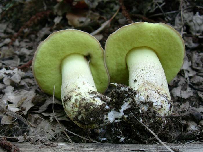 Boletus impolitus? 18.08.06 (Castelli romani)