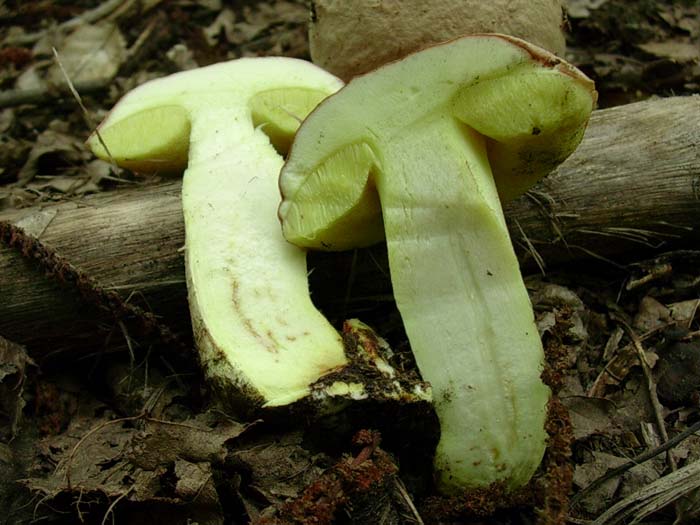 Boletus impolitus? 18.08.06 (Castelli romani)