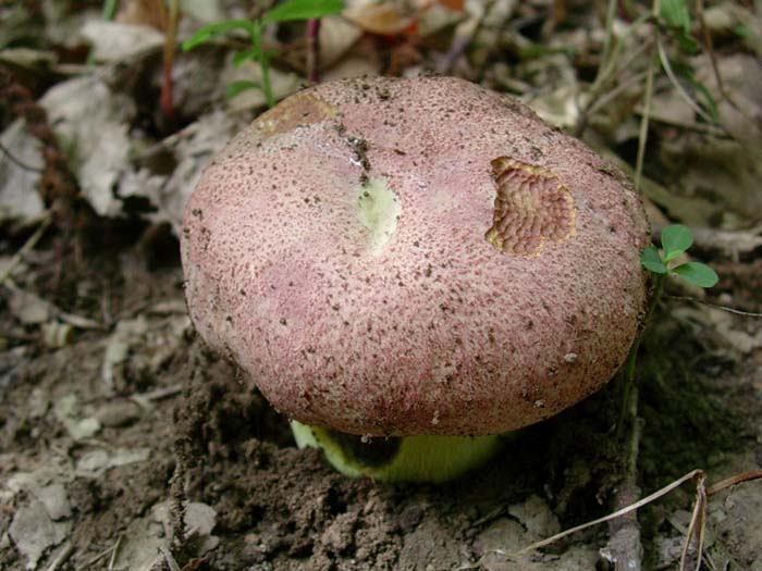 Boletus regius? 18.08.06 (Castelli romani)